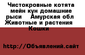 Чистокровные котята мейн кун(домашние рыси) - Амурская обл. Животные и растения » Кошки   